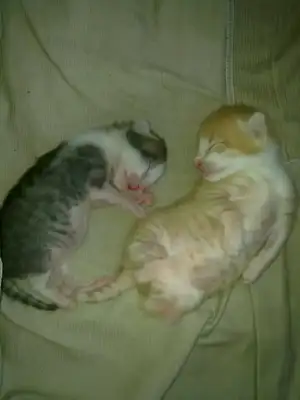 $29072012244.webp