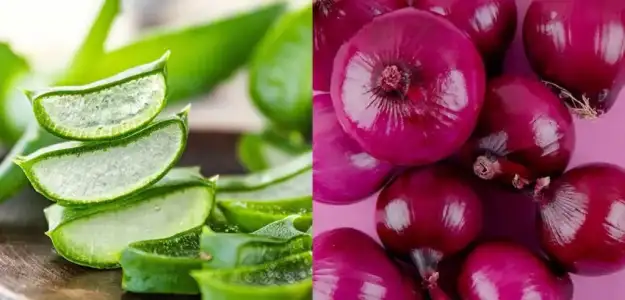 sogan_suyu_aloe_vera_kepekten_kurtulma_tarifi.jpg sogan_suyu_aloe_vera_kepekten_kurtulma_tarifi.jpg