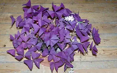 $oxalis-triangularis.webp