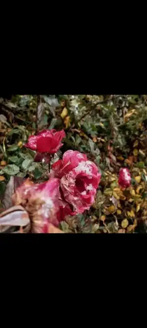 Screenshot_20221121-224031_Gallery.webp