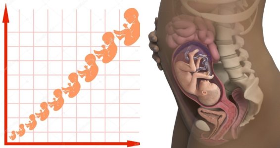 Büyüme tablosu: Fetal uzunluk ve ağırlık, hafta hafta