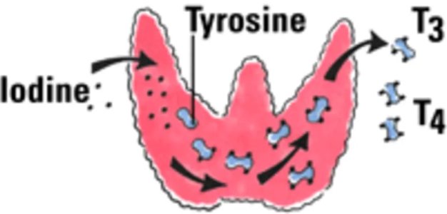 tiroid_t3_t4.jpg