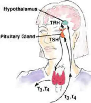 tiroid_tsh_trh_hormonlar_degerleri_yuksekligi_eksikligi.jpg tiroid_tsh_trh_hormonlar_degerleri_yuksekligi_eksikligi.jpg