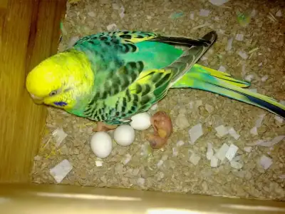$040820123202.webp