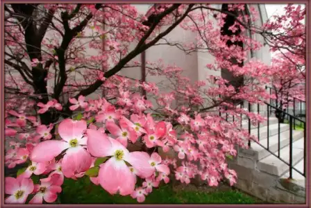 $duvar-cicekler (3).webp