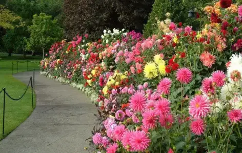 $duvar-cicekler (23).webp