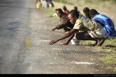 $pirin&#231; tanesi.webp