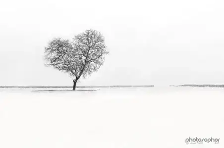 $a_winter_heart_by_photosopher-d4ohsg9.webp