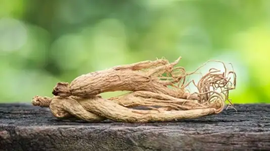 Ginseng_cilde_nasil_uygulanir.webp