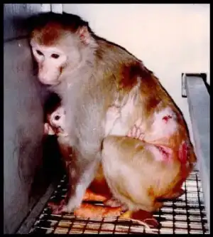 $Animal-Testing-is-WRONG-against-animal-testing-7993207-348-484.webp
