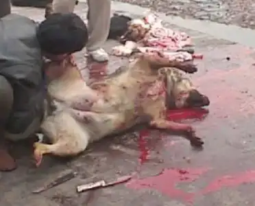 $dog-fur-12.webp