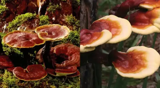 reishi_mantari_nasil_tuketilir.webp reishi_mantari_nasil_tuketilir.webp
