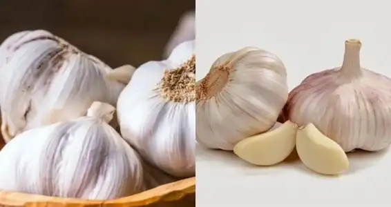 sarimsak_kulak_agrisina_iyi_gelir_mi.webp