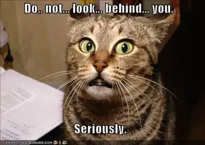 $funny-pictures-dont-look-behind-cat.webp