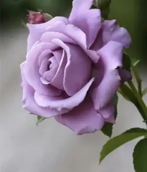 20230426_000548.webp