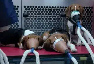 $parf&#252;m ve ev kokular&#305; &#252;retimi testi a&#351;amas&#305;nda suistimal edilen k&#...webp