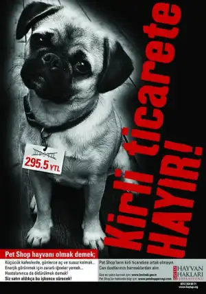 $hayvan-sat%C4%B1%C5%9F%C4%B1-yapmayan-petshoplar%C4%B1-destekliyoruz_43871.webp