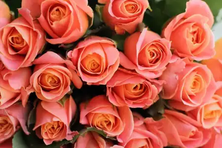 roses.webp