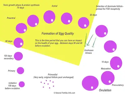 $egghealthcycle1.webp