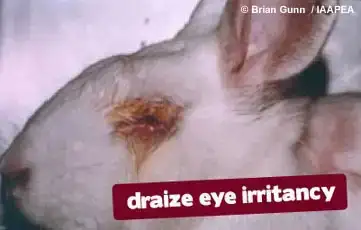 $rimel &#252;retimi esnas&#305;nda draize g&#246;z irite testine maruz kalm&#305;&#351; bir t...webp