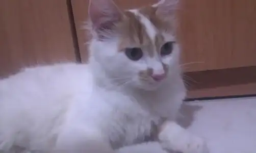 $beyzade, 1 ya&#351;&#305;nda k&#305;s&#305;rla&#351;t&#305;r&#305;lm&#305;&#351; erkek.webp