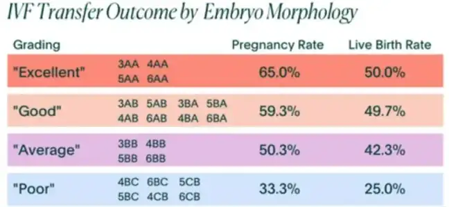 embryo+grading+and+transfer.webp
