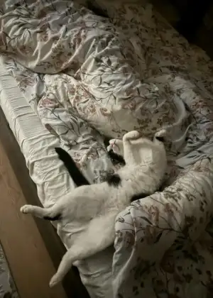 IMG-20240305-WA0000.webp