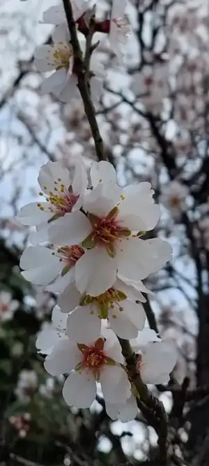 1000027923.webp