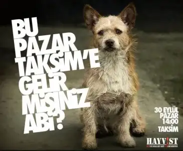 $hayvist.webp