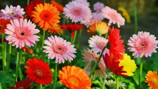 Gerbera-Daisies.webp