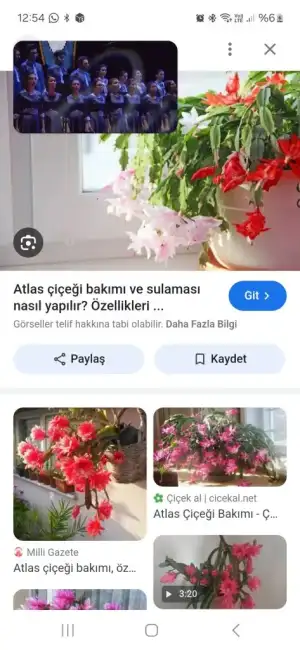 Screenshot_20241025_125459_Samsung Internet.webp