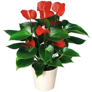 6082915973.webp