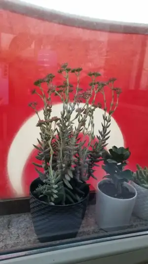 17301774622743630990512713768814.webp