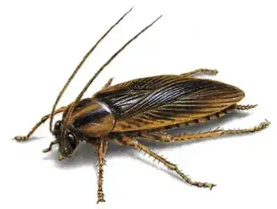 $BlatellaGermanica_roach.webp