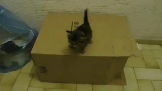 $Pisicix 0010 [].webp