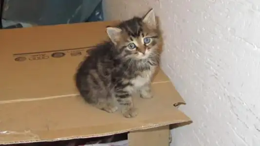 $Pisicix 0019 [].webp