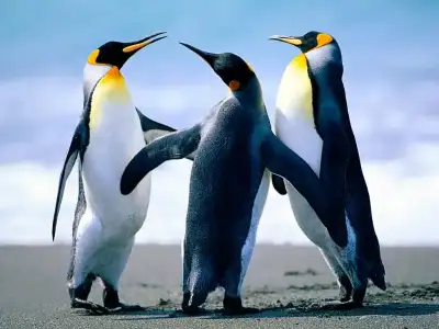 $Penguins.webp