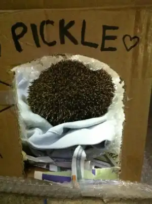 $9p.webp