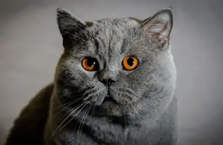 kedi.webp