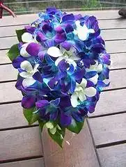 $blueJennine1.webp