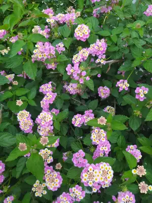 IMG_20250611_195645.webp