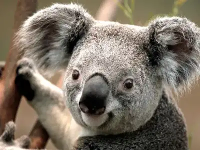 $Koala.webp