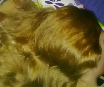 $Koleston aÃ§Ã½cÃ½.webp