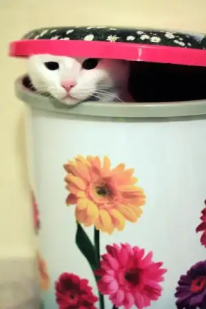 $my_cat_pofu_by_tokimato-d4t1l6r.webp