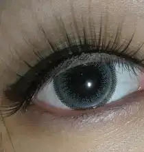 $Ash wing grey.webp $Ash wing grey.webp