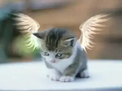 $minik-kedi.webp