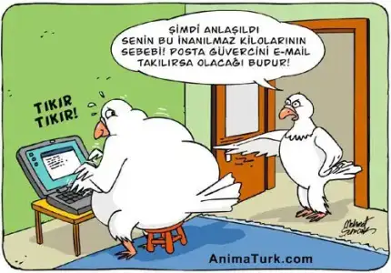 $gÃ¼vercin.webp