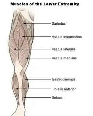 $Illu_lower_extremity_muscles.webp