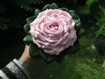 $i29013892__szw530h275_.webp