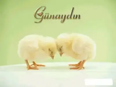 $gunaydin24.webp